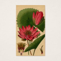 Vintage Botanical Print Pink Water Lily Lotus