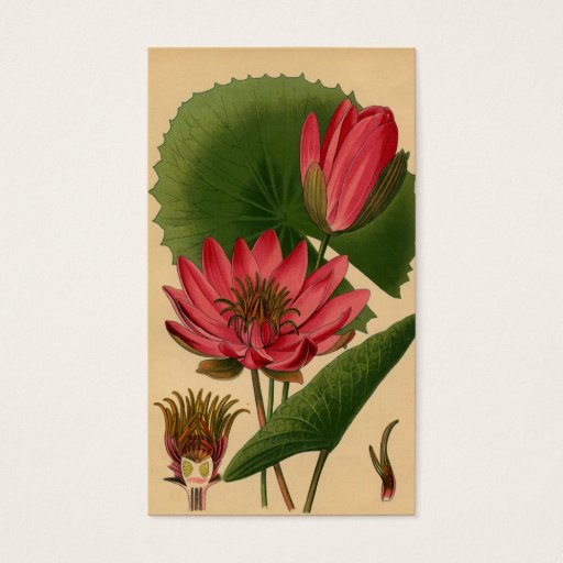 Customizable Vintage Botanical Print Pink Water Lily Lotus Business Card