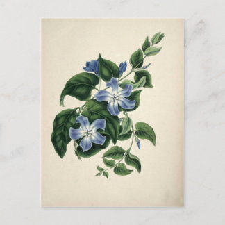 Vintage botanical print postcard
