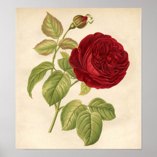 Vintage Botanical Print _ Red Rose