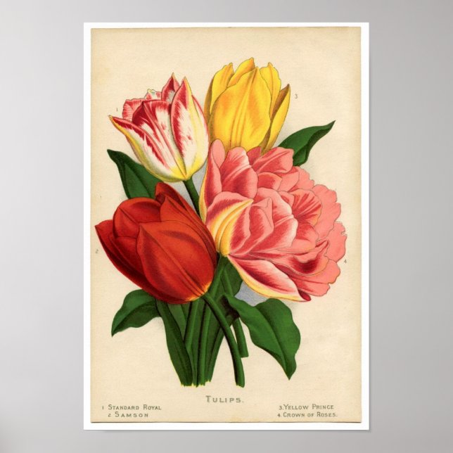 Vintage Botanical Print - Tulips (Front)