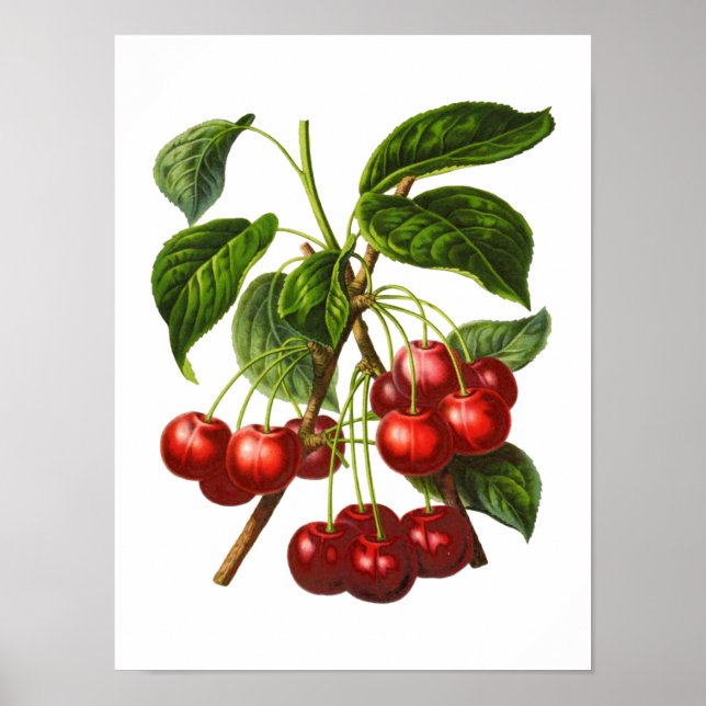 Vintage Botanical Red Cherries Print (Front)