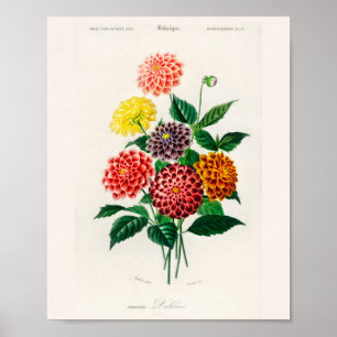 Vintage Botanical Red Dahlia Poster