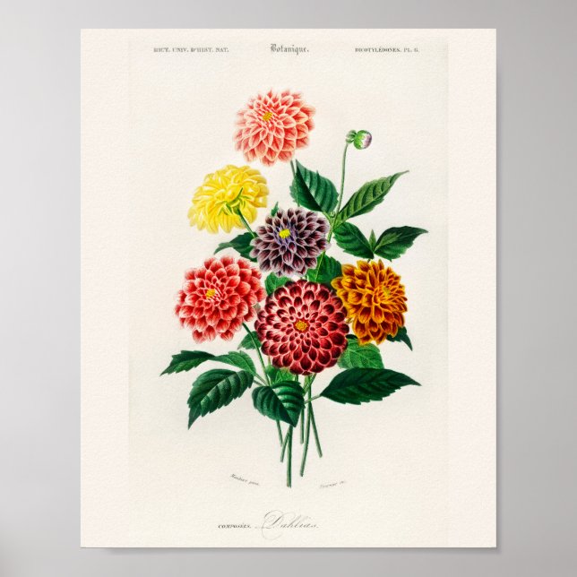 Vintage Botanical Red Dahlia Poster (Front)