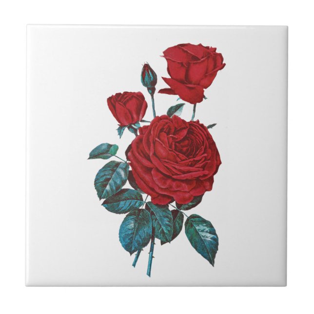 Vintage Botanical Red Rose Floral Ceramic Tile (Front)