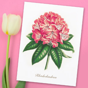 Vintage Botanical Rhododendron Flower Postcard