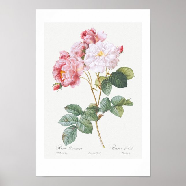 VINTAGE BOTANICAL "ROSEBUSH" REDOUTÉ POSTER (Front)