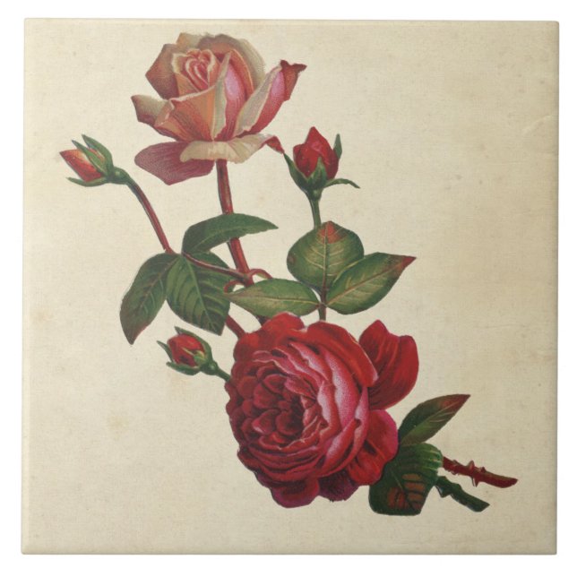 Vintage Botanical Roses Ceramic Tile (Front)