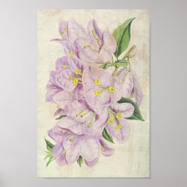 Vintage Botanical Showy Bougainvillea Poster (Front)