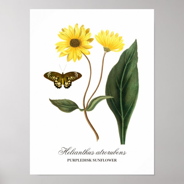 Vintage Botanical Sunflower and Butterfly Poster (Front)