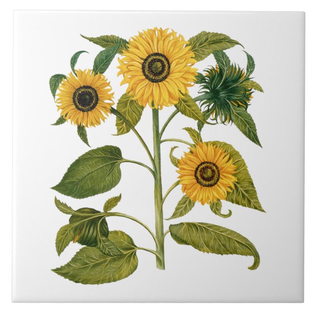 Vintage Botanical Sunflower Ceramic Tile (Front)