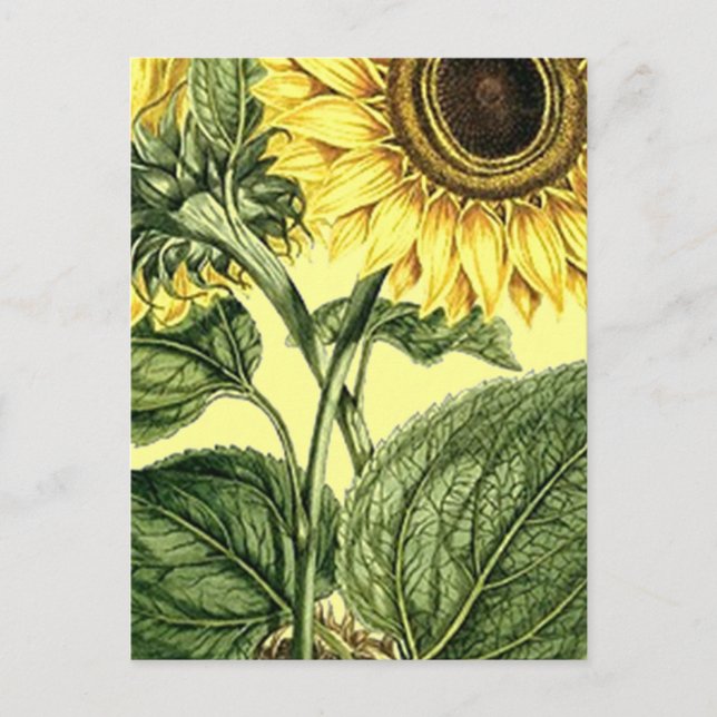 Vintage Botanical Sunflower Garden Spring Postcard (Front)