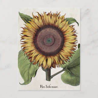 Vintage Botanical Sunflower Postcard