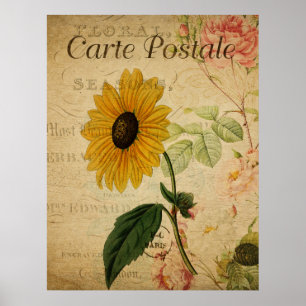 Vintage Botanical Sunflower Postcard Poster