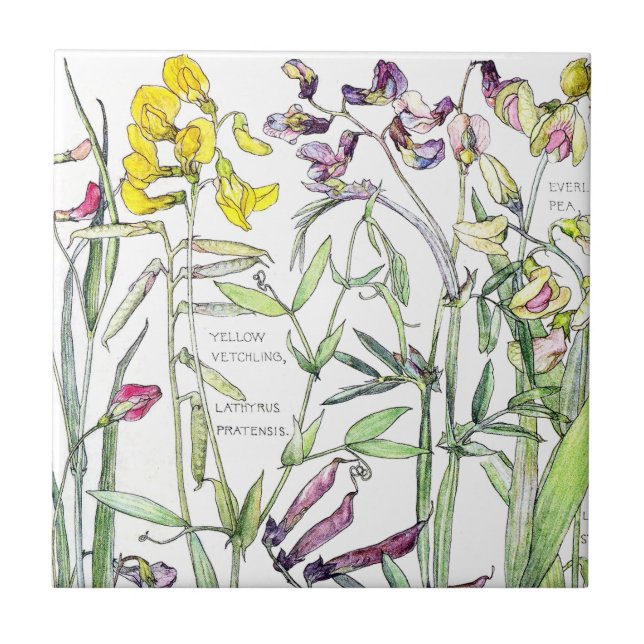 Vintage Botanical Sweet Pea Wildflower Flower Tile (Front)