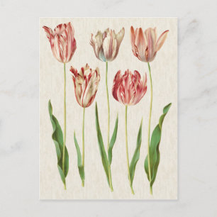Vintage Botanical Tulips Illustration Postcard