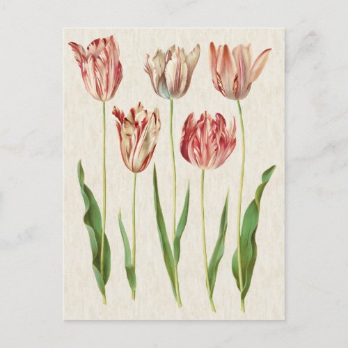 Vintage Botanical Tulips Illustration Postcard