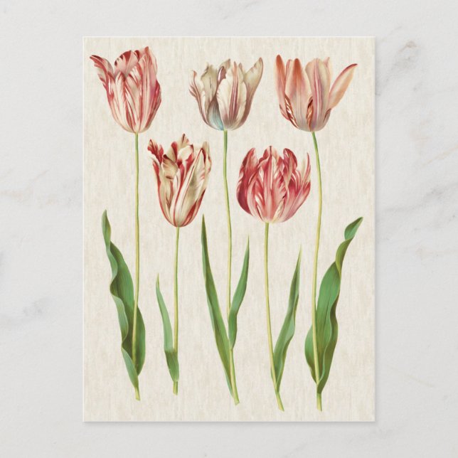 Vintage Botanical Tulips Illustration Postcard (Front)