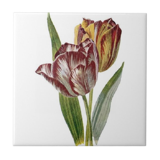Vintage Botanical - Tulips, Tile (Front)