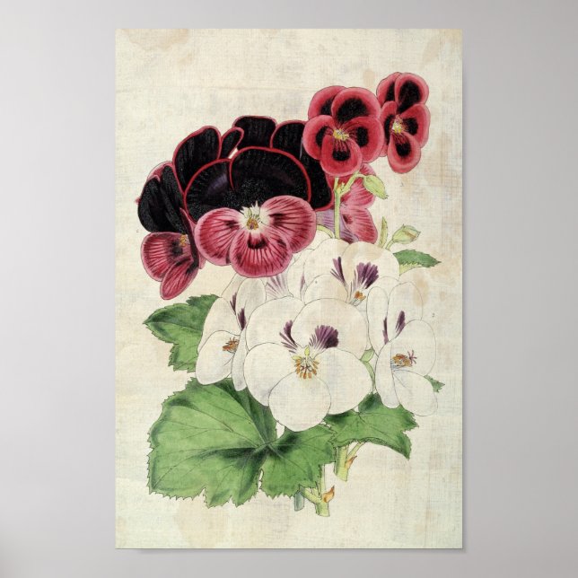 Vintage Botanical Varieties of Pelargoniums Poster (Front)