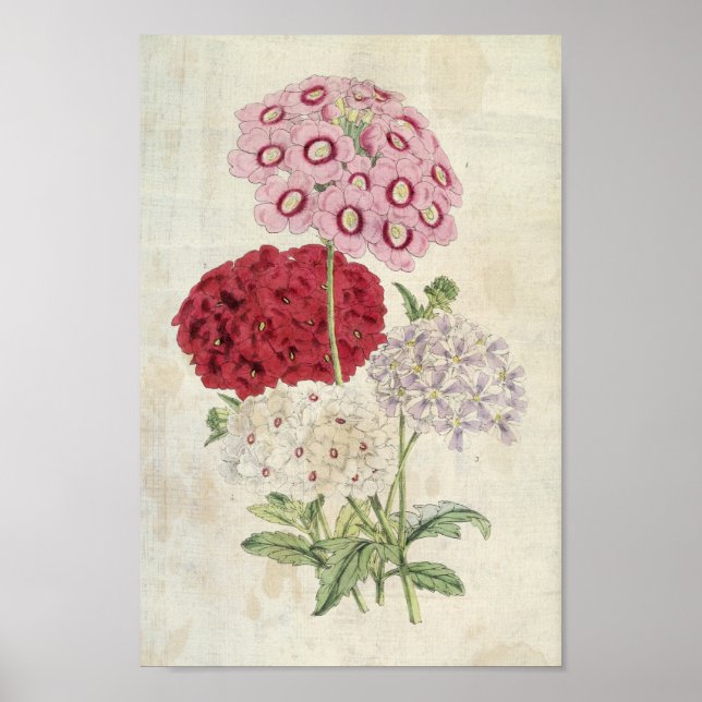 Vintage Botanical Varieties of Verbenas Poster (Front)