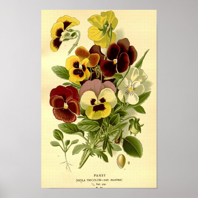 Vintage Botanical Vibrant Viola Tricolour Pansies Poster (Front)