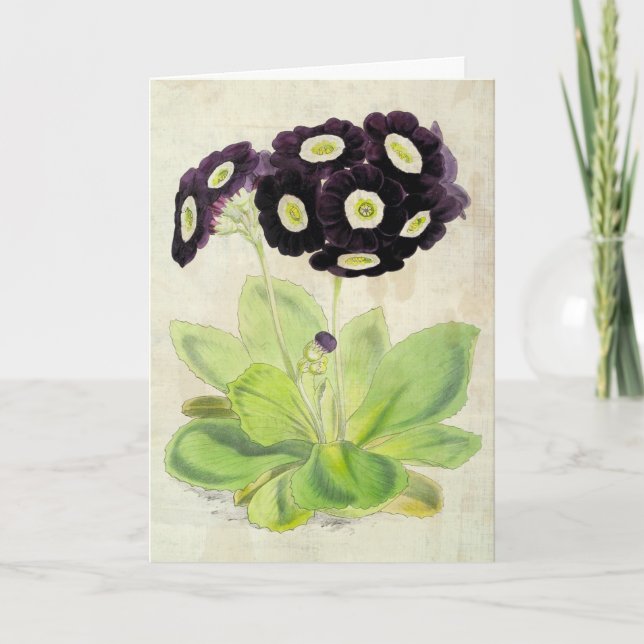 Vintage Botanical Volunteer Auricula Card (Front)