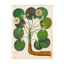 Vintage Botanical Waterlily Travel Postcard