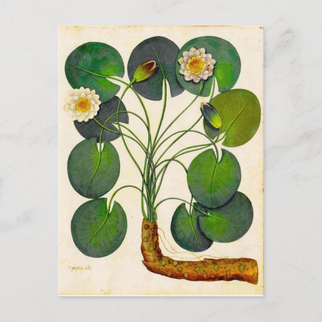 Vintage Botanical Waterlily Travel Postcard (Front)