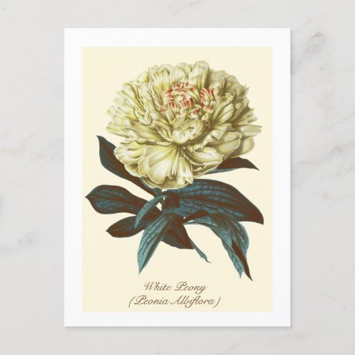 Vintage Botanical White Peony Indiana Flower Postcard