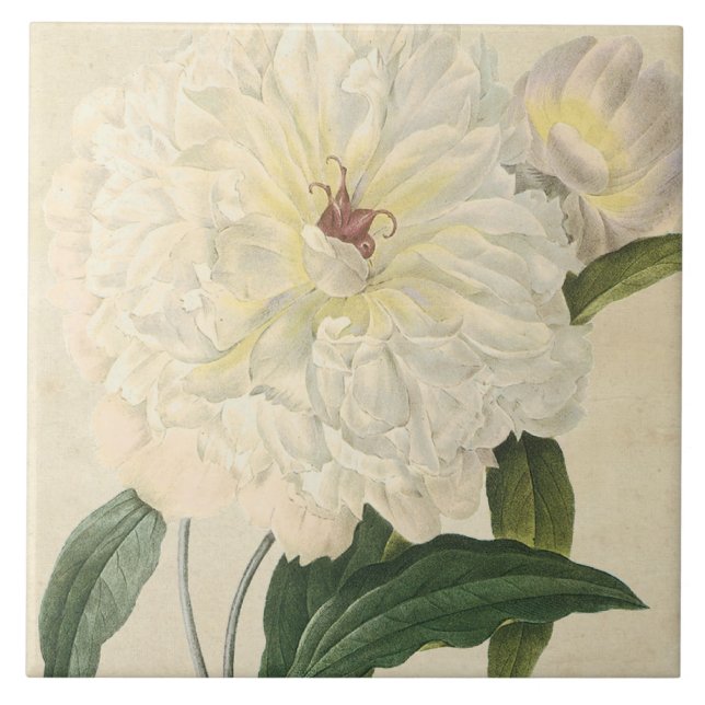 Vintage Botanical White Peony Tile (Front)
