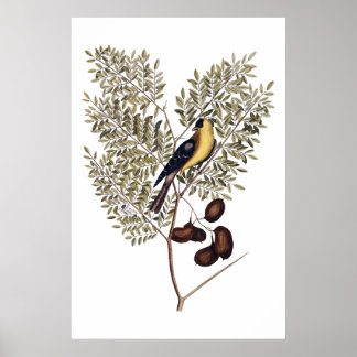 Vintage botanical with yellow bird poster