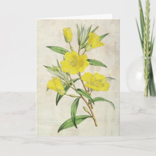 Vintage Botanical Youngs Evening Primrose Card
