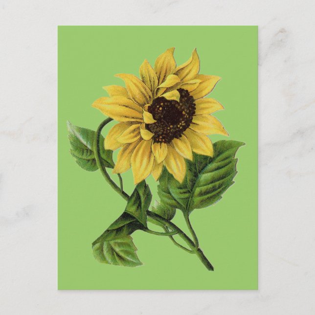 Vintage Botanicals Dandy Sunflower Postcard (Front)