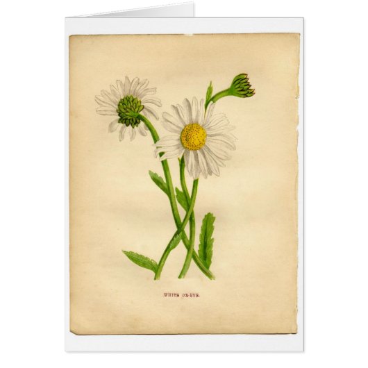 Vintage Botanicals Illustrations Cards (Front)