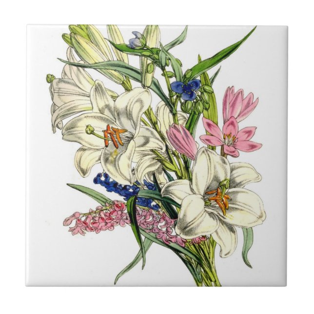 Vintage Botanicals Illustrations Tile (Front)