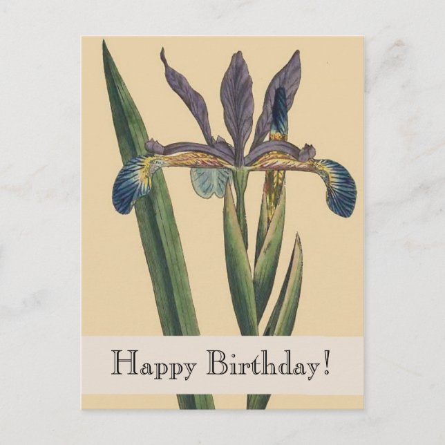Vintage Botanicals Iris Birthday Postcard (Front)