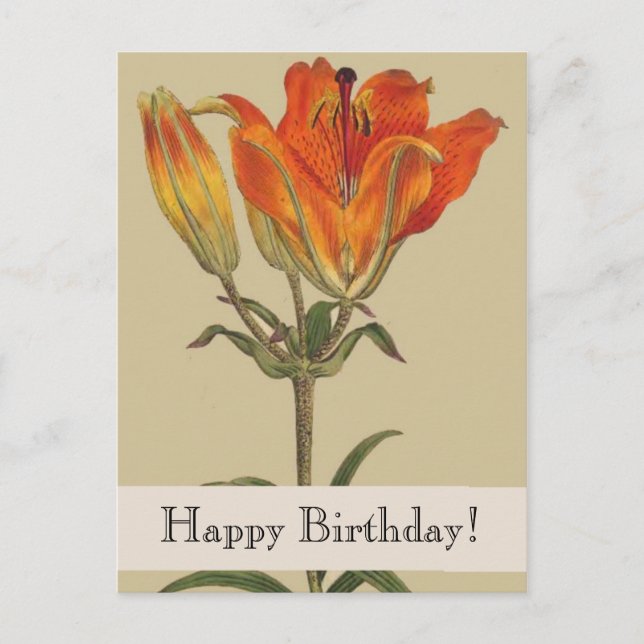 Vintage Botanicals Lily Happy Birthday Postcard (Front)