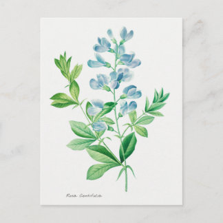 Vintage Botantical Illustration Postcard