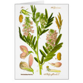 Vintage Botany Artwork (Front)