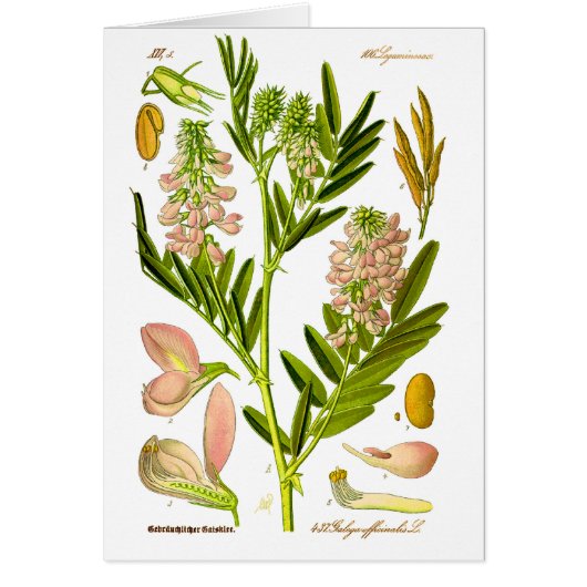 Vintage Botany Artwork Cards (Front)
