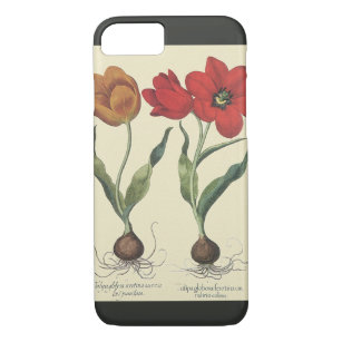 Vintage Botany, Blooming Tulip Flowers and Bulbs iPhone 8/7 Case
