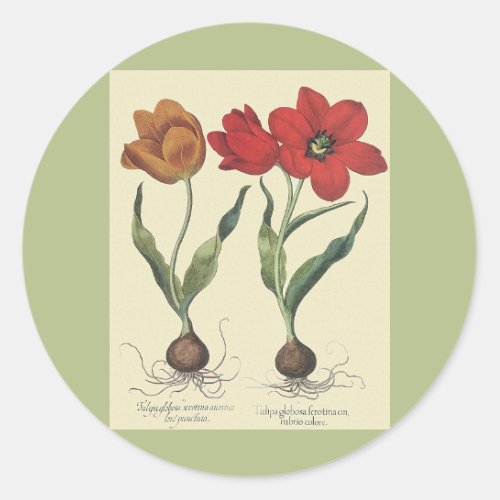 Vintage Botany Blooming Tulip Flowers and Bulbs Classic Round Sticker
