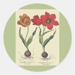 Vintage Botany, Blooming Tulip Flowers and Bulbs Classic Round Sticker