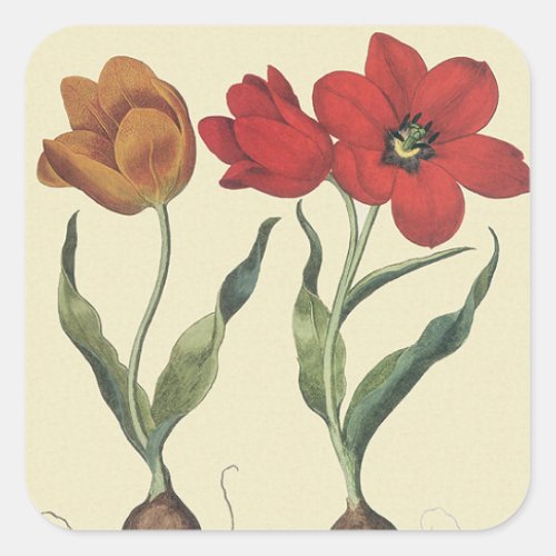 Vintage Botany Blooming Tulip Flowers and Bulbs Square Sticker