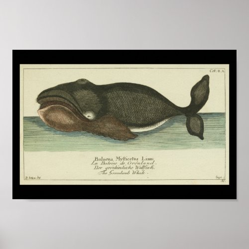 Vintage Bowhead Greenland Whale Print