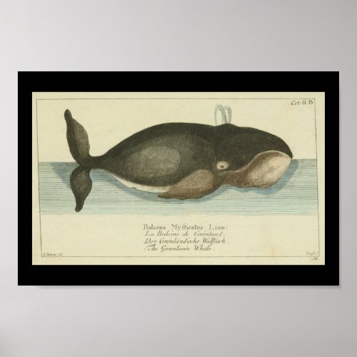 Vintage Bowhead Greenland Whale Print