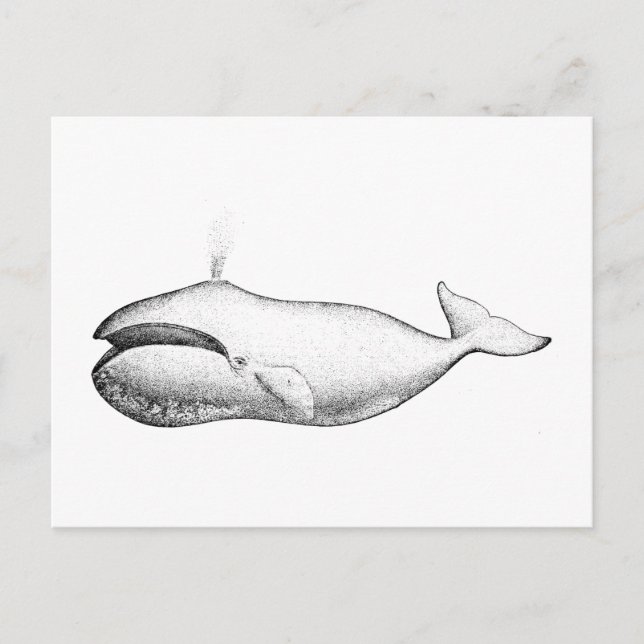 Vintage Bowhead Whale Illustration Postcard (Front)