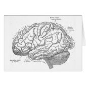 Vintage Brain Anatomy (Front Horizontal)