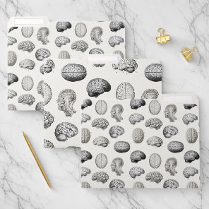 Vintage Brain Anatomy Biology Illustrations File Folder